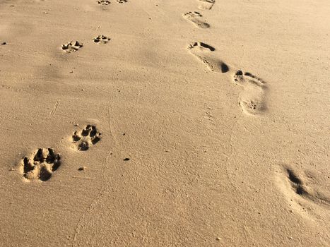 Close up of man footprint and puppy dog prints on the sands beach early morning.