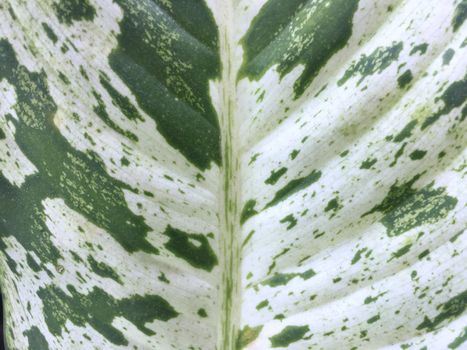 Tropical leaf background. Green leaf of Dieffenbachia closeup.