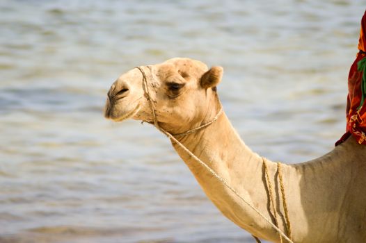 Head of a dromedary with the ocean in background on the beach of Bamburi in Kenya