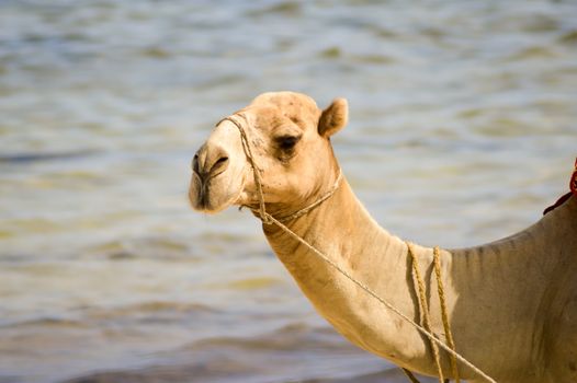 Head of a dromedary with the ocean in background on the beach of Bamburi in Kenya