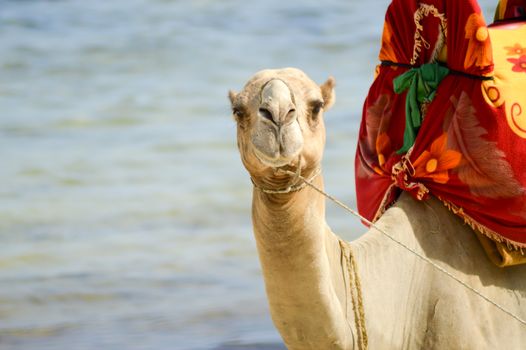 Head of a dromedary with the ocean in background on the beach of Bamburi in Kenya