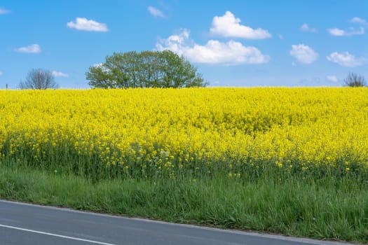 Blooming canola field with beautiful blue sky in the background.
Symbolizing green energy.