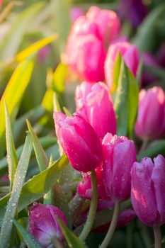 Tulip. Beautiful bouquet of tulips. colorful tulips. tulips in spring,colourful tulip