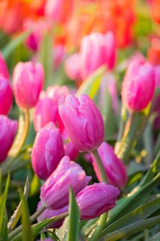 Tulip. Beautiful bouquet of tulips. colorful tulips. tulips in spring,colourful tulip