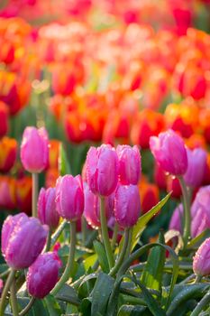 Tulip. Beautiful bouquet of tulips. colorful tulips. tulips in spring,colourful tulip