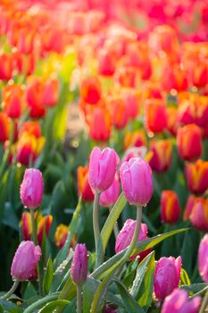 Tulip. Beautiful bouquet of tulips. colorful tulips. tulips in spring,colourful tulip