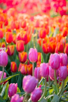 Tulip. Beautiful bouquet of tulips. colorful tulips. tulips in spring,colourful tulip