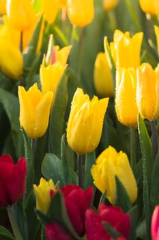 Tulip. Beautiful bouquet of tulips. colorful tulips. tulips in spring,colourful tulip