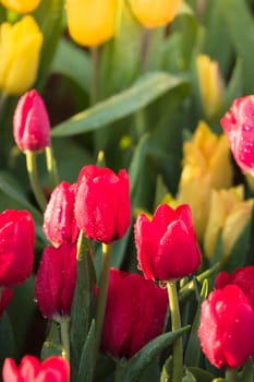 Tulip. Beautiful bouquet of tulips. colorful tulips. tulips in spring,colourful tulip