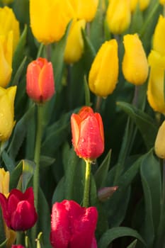 Tulip. Beautiful bouquet of tulips. colorful tulips. tulips in spring,colourful tulip