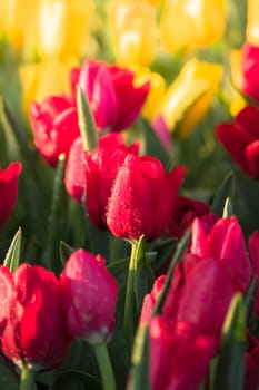 Tulip. Beautiful bouquet of tulips. colorful tulips. tulips in spring,colourful tulip