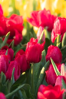 Tulip. Beautiful bouquet of tulips. colorful tulips. tulips in spring,colourful tulip