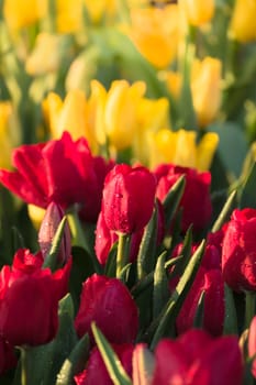 Tulip. Beautiful bouquet of tulips. colorful tulips. tulips in spring,colourful tulip