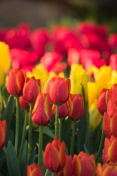 Tulip. Beautiful bouquet of tulips. colorful tulips. tulips in spring,colourful tulip