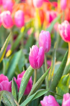 Tulip. Beautiful bouquet of tulips. colorful tulips. tulips in spring,colourful tulip