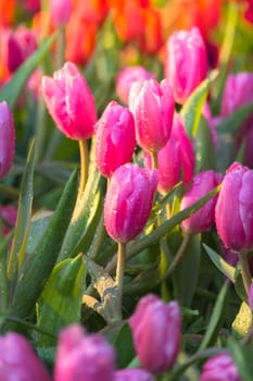 Tulip. Beautiful bouquet of tulips. colorful tulips. tulips in spring,colourful tulip