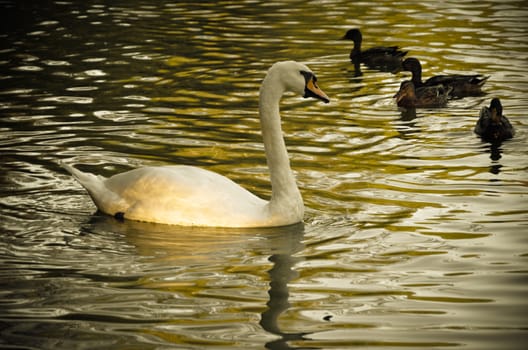 White swan swimming gently in still lake water ingreen light