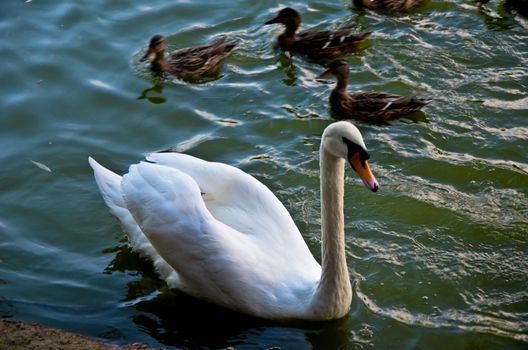 White swan swimming gently in still lake water ingreen light