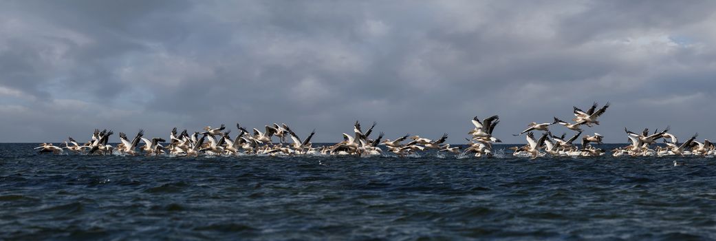 flock of pink pelicans fly over the water