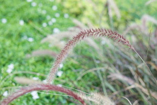 Beautiful Feather Grass or Needle Grass have blur green plant as background.