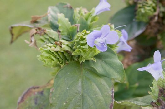 Barleria strigosa Willd violet flower and leaf blight in garden.