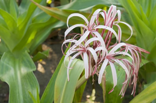 Crinum amabile donn, Crinum lily or Giantlily with green leaves in garden.