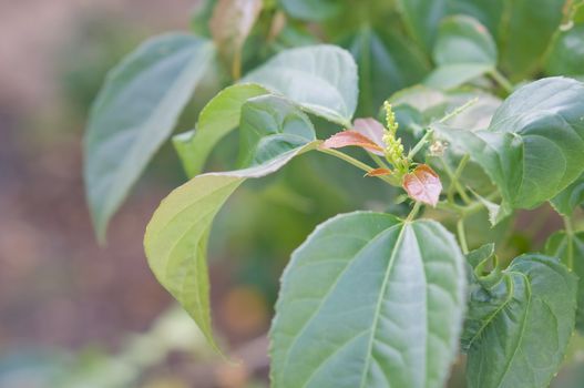 Purging Croton or Croton tiglium Linn with new leaves sprout have green leaves as background.