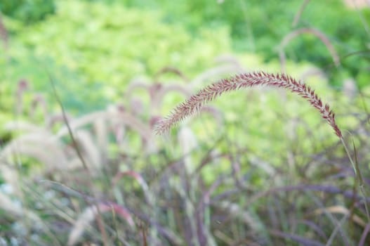 Feather Grass or Needle Grass have blur green plant as background.