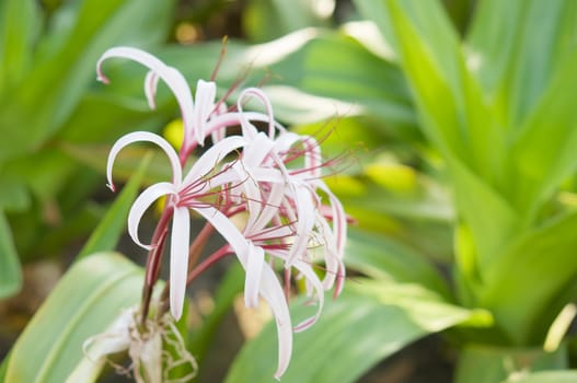 Crinum lily, Crinum amabile donn or Giantlily with green leaves in garden.