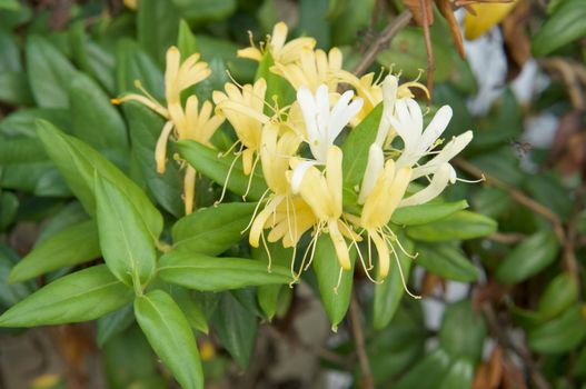 Lonicera japonica Thunb or Japanese honeysuckle yellow and white flower in garden.