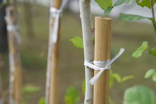 Plastic rope tied bamboo with tree to strength for new plant in garden.