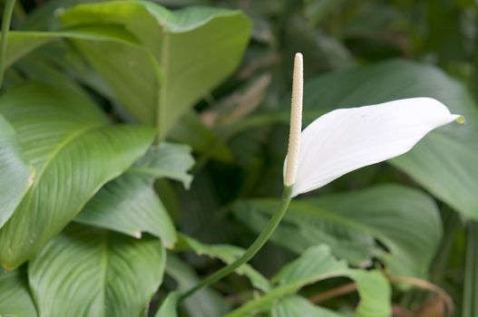 Spathiphyllum wallisei, Spathiphyllum cannifolium Dryand Schott or Peace lily with green leaves background.