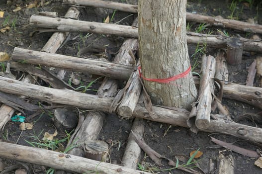 Support planting fully grown tree by timber to stay straight in garden.