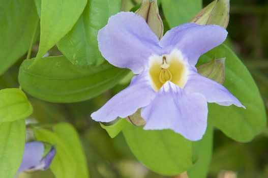 Thunbergia laurifolia, Laurel clock vine or Blue trumpet vine in garden.