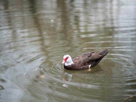 Birds in wildlife. View of a duck bird in park. beautiful mallard duck in the water.