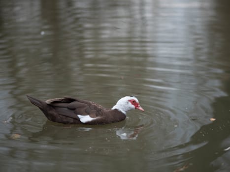 Birds in wildlife. View of a duck bird in park. beautiful mallard duck in the water.