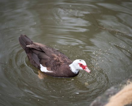 Birds in wildlife. View of a duck bird in park. beautiful mallard duck in the water.