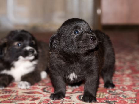 Very cute black puppies. Beautiful puppies. little puppies.