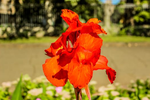 vivid red Lily on a background of green vegetation