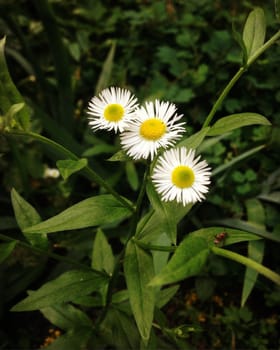 White chamomile on green grass background