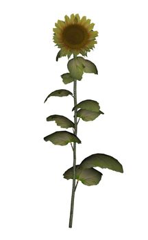 Old golden sunflower isolated in white background - 3D render