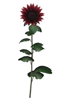 Red sunflower isolated in white background - 3D render