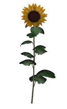 Golden sunflower isolated in white background - 3D render