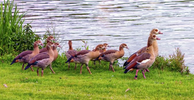 Egyptian geese, alopochen aegyptiacus,and babies walking on the grass near the water