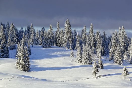 Fir trees in Jura mountain in winter, Switzerland