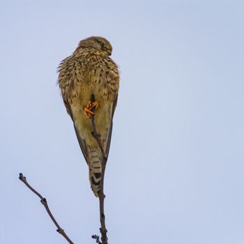 Female common kestrel, falco tinnunculus, standing on a small branch by day