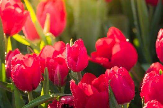 Tulip. Beautiful bouquet of tulips. colorful tulips. tulips in spring,colourful tulip