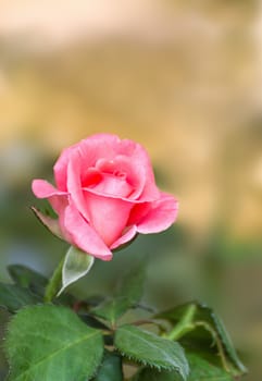 Pink rose flower blooming in the garden