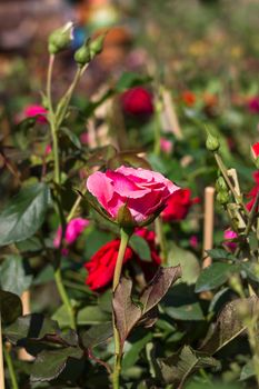 Pink Rose bush of pink roses in garden