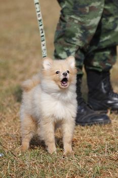 THAILAND- DECEMBER 18: Training Dogs of War, Thailand's Army on December 18, 2014 in Saraburi, Thailand.